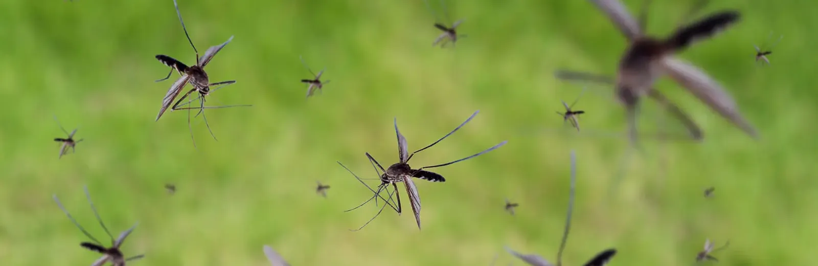 mosquitoes
