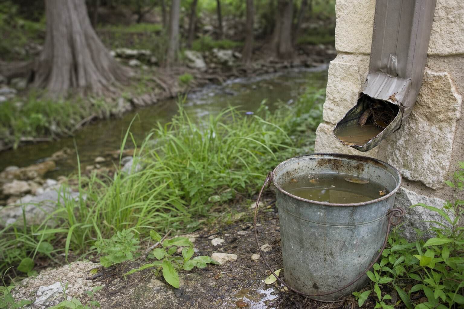 Stagnant rainwater in a bucket and clogged downspout on a creek-fed Hill Country yard, a mosquito breeding source