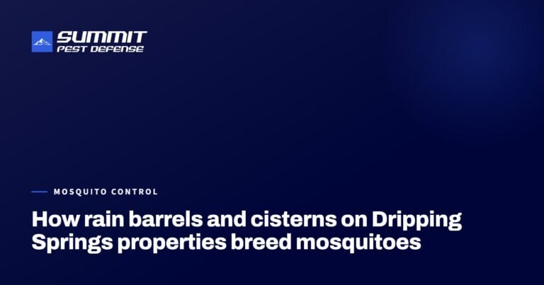 How rain barrels and cisterns on Dripping Springs properties breed mosquitoes