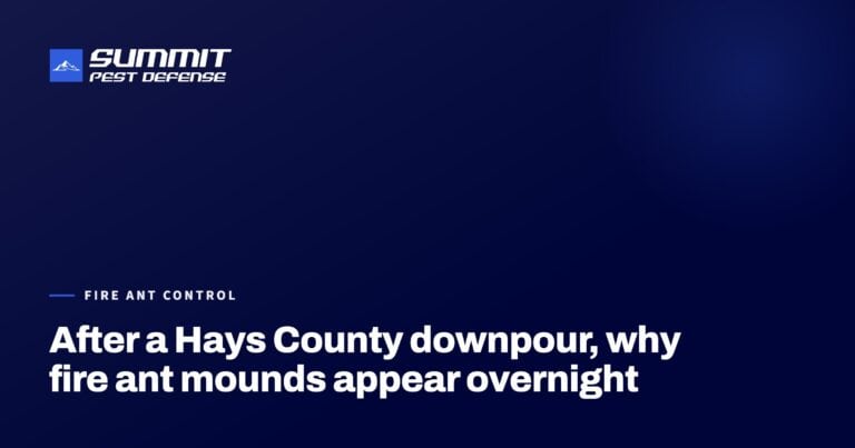 After a Hays County downpour, why fire ant mounds appear overnight