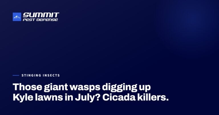 Those giant wasps digging up Kyle lawns in July? Cicada killers.