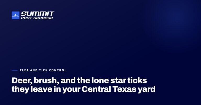 Deer, brush, and the lone star ticks they leave in your Central Texas yard