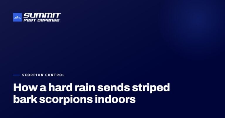 How a hard rain sends striped bark scorpions indoors