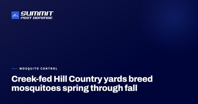 Creek-fed Hill Country yards breed mosquitoes spring through fall