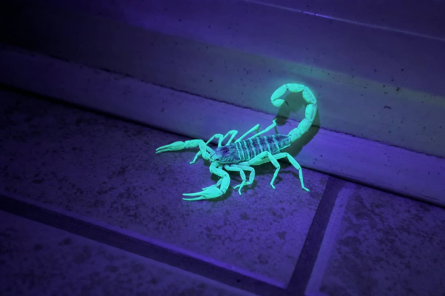 Striped bark scorpion glowing blue-green under UV blacklight on a baseboard inside a Texas Hill Country home