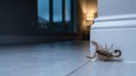 How a hard rain sends striped bark scorpions indoors